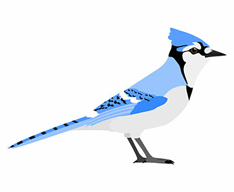 Little Blue Jays