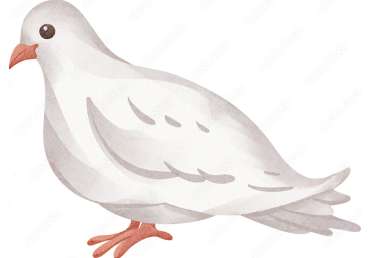 Doves